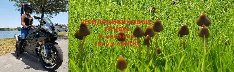 где купить наркотик  Алушта  Псилоцибиновые грибы MAGIC MUSHROOMS 